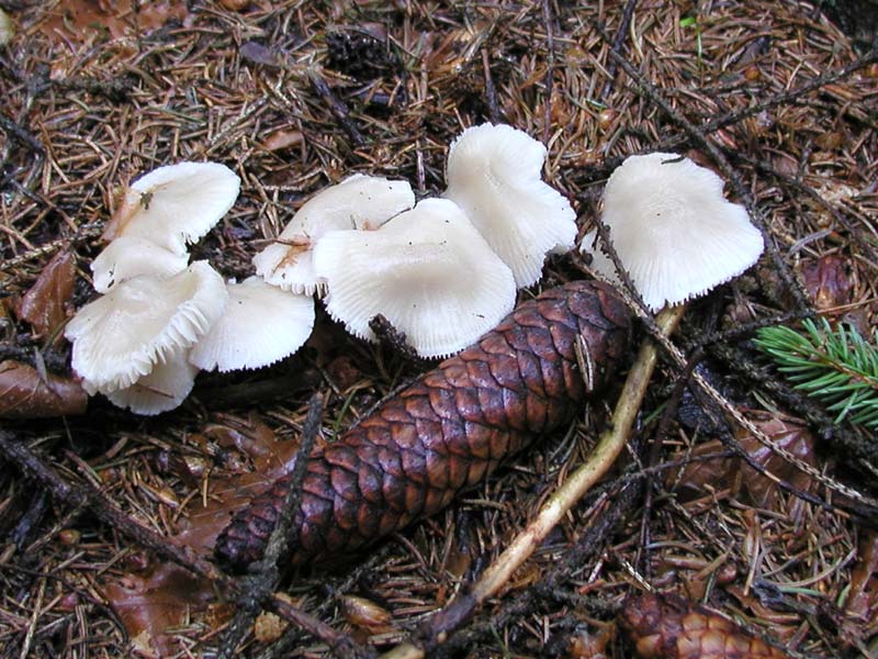 Mycena pura. Scheda fotografica